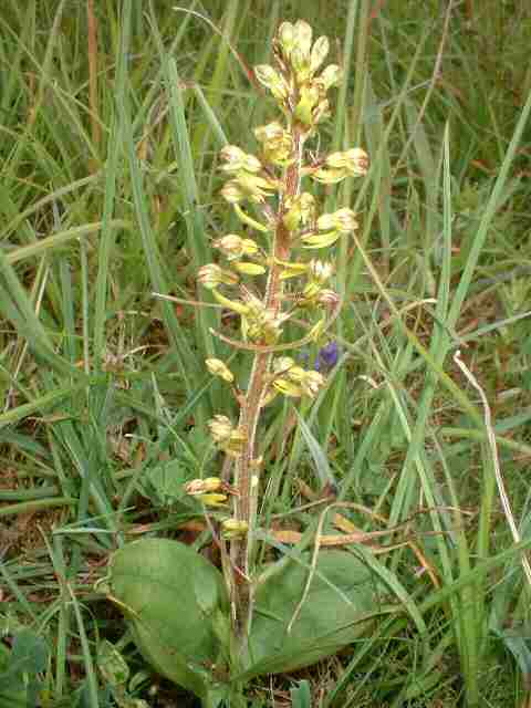 Common Twayblade - Dave Mitchell